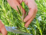 Nhà đẹp - Loại cây ai cũng khuyên nên trồng trong nhà vừa tốt cho sức khỏe vừa đuổi muỗi bay xa