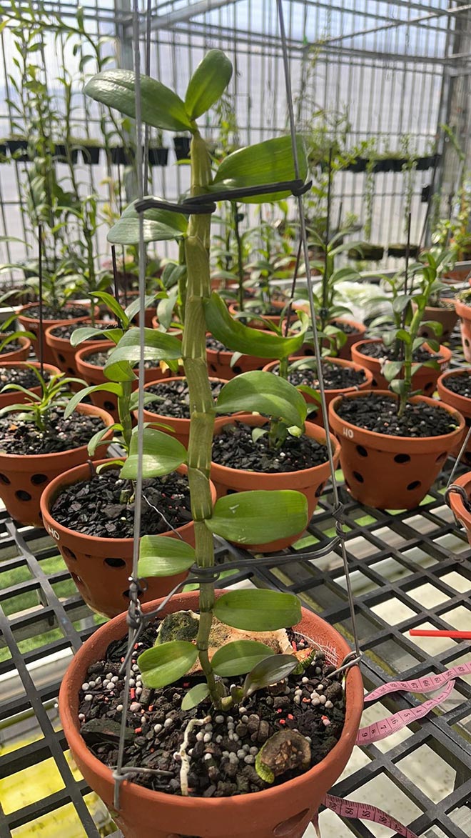 Đào Ngọc Tuân không ngại chia sẻ kỹ thuật trồng và chăm sóc cây hoa lan - 4