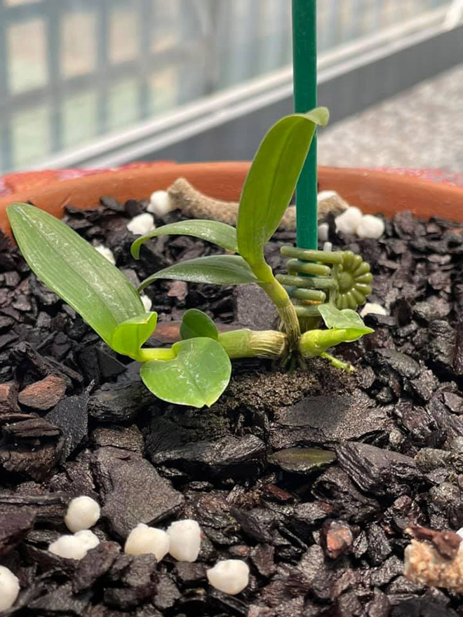 Đào Ngọc Tuân không ngại chia sẻ kỹ thuật trồng và chăm sóc cây hoa lan - 5