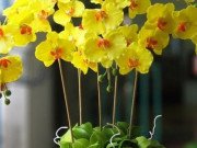 Nhà đẹp - Trưng hoa lan theo "phong thủy" có đón được tài lộc, phúc khí?