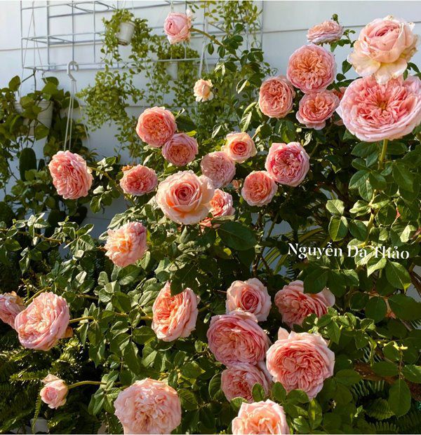 Sở hữu vườn hồng đắt giá, vợ Quyền Linh chỉ cách trồng cây sao cho hoa nở căng, ít bệnh - 5