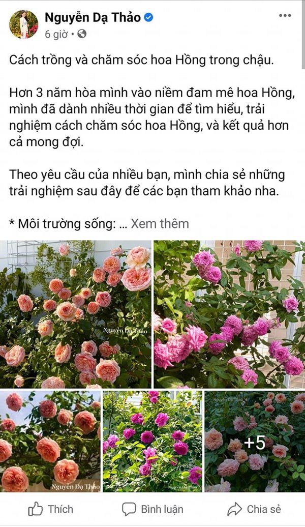 Sở hữu vườn hồng đắt giá, vợ Quyền Linh chỉ cách trồng cây sao cho hoa nở căng, ít bệnh - 4