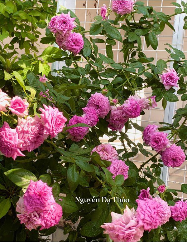 Sở hữu vườn hồng đắt giá, vợ Quyền Linh chỉ cách trồng cây sao cho hoa nở căng, ít bệnh - 6