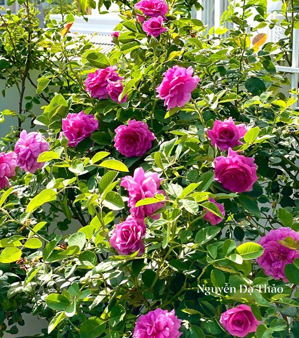 Sở hữu vườn hồng đắt giá, vợ Quyền Linh chỉ cách trồng cây sao cho hoa nở căng, ít bệnh - 7