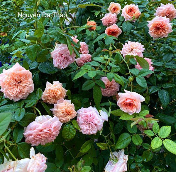 Sở hữu vườn hồng đắt giá, vợ Quyền Linh chỉ cách trồng cây sao cho hoa nở căng, ít bệnh - 8