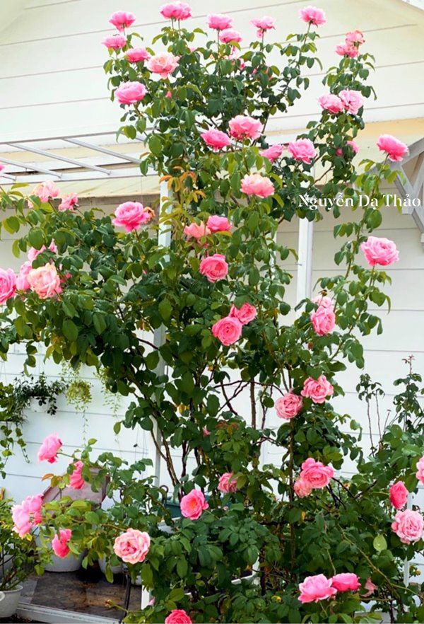 Sở hữu vườn hồng đắt giá, vợ Quyền Linh chỉ cách trồng cây sao cho hoa nở căng, ít bệnh - 9
