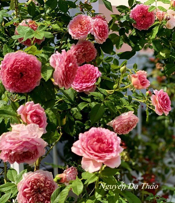 Sở hữu vườn hồng đắt giá, vợ Quyền Linh chỉ cách trồng cây sao cho hoa nở căng, ít bệnh - 10