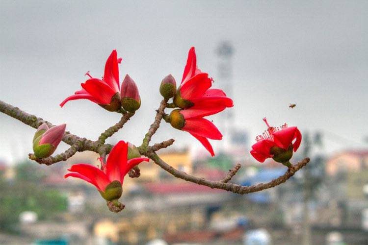 Hoa gạo không chỉ đẹp mà còn là vị thuốc và gia vị trong món ăn ngon, bổ dưỡng ít ai biết - 1