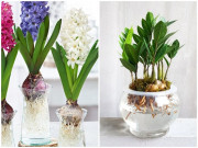 Nhà đẹp - Những loại cây cảnh trồng không cần đất vẫn xanh tốt, nhà nào cũng nên có một cây