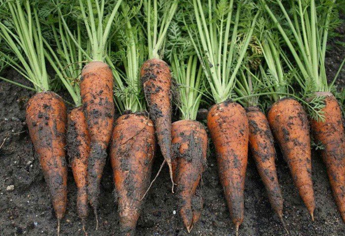 Mua cà rốt, chọn củ nhạt hay sẫm màu, người trồng mách mẹo chọn cực hay để được củ ngon - 5