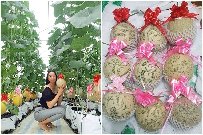 Cô gái Kiên Giang dùng trứng và sữa cho vườn dưa vàng ươm, thu hoạch cả tạ quả - 3