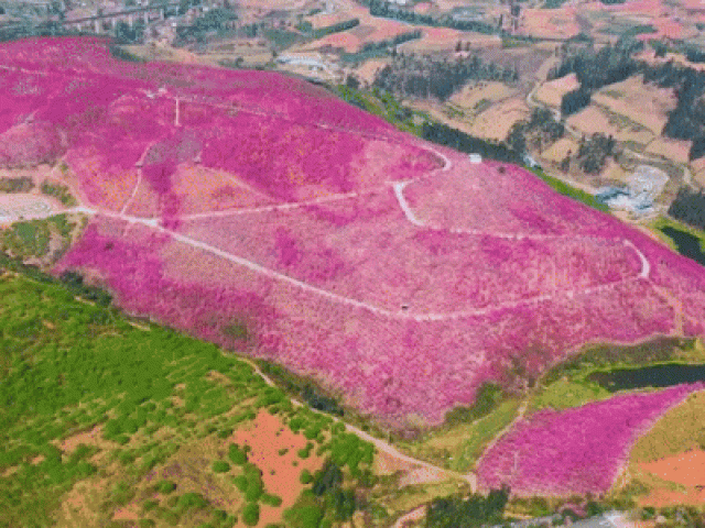 Clip Eva - Choáng ngợp trước cánh đồng hoa anh đào rộng 2,7 triệu mét vuông