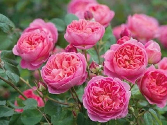 Hoa hồng đẹp nhưng không dễ trồng, tưới nước theo cách này cây sống tốt, cho nhiều hoa
