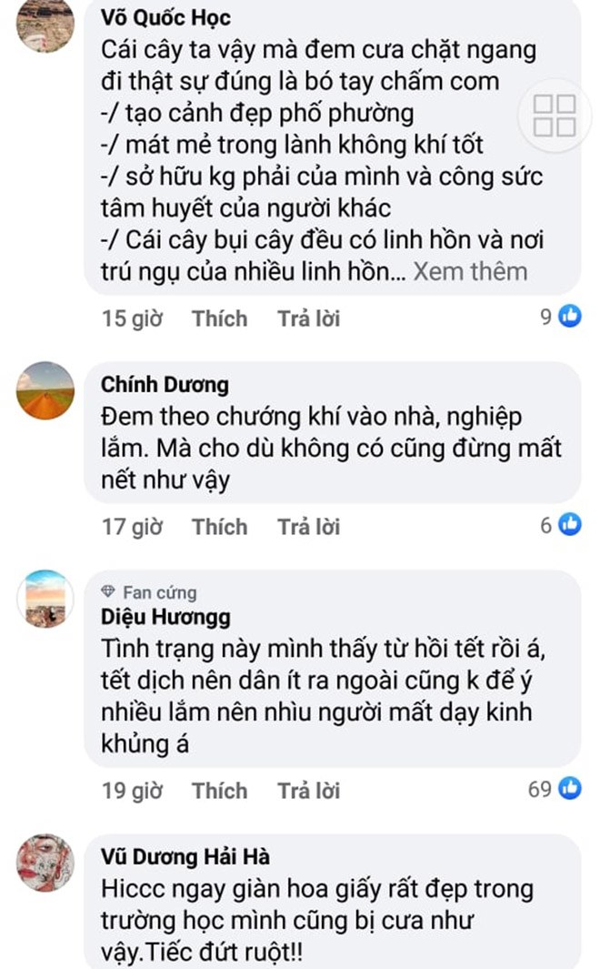 Giàn hoa giấy “hot” nhất Vũng Tàu bị chặt gốc khiến nhiều người xót xa - 6