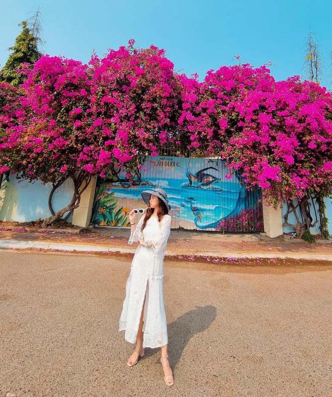 Giàn hoa giấy “hot” nhất Vũng Tàu bị chặt gốc khiến nhiều người xót xa - 5