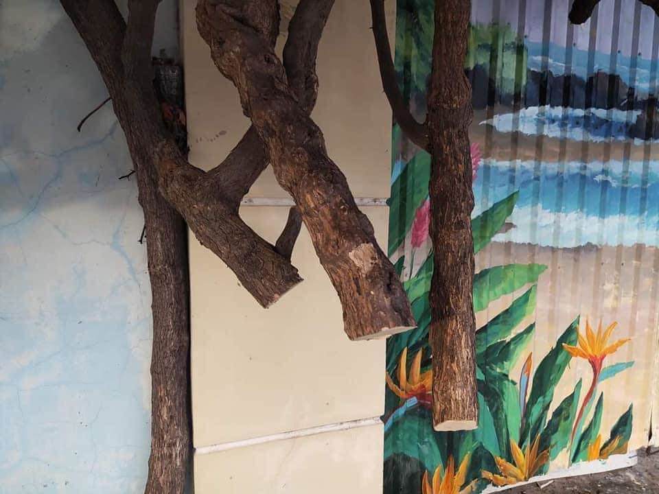 Giàn hoa giấy “hot” nhất Vũng Tàu bị chặt gốc khiến nhiều người xót xa - 2