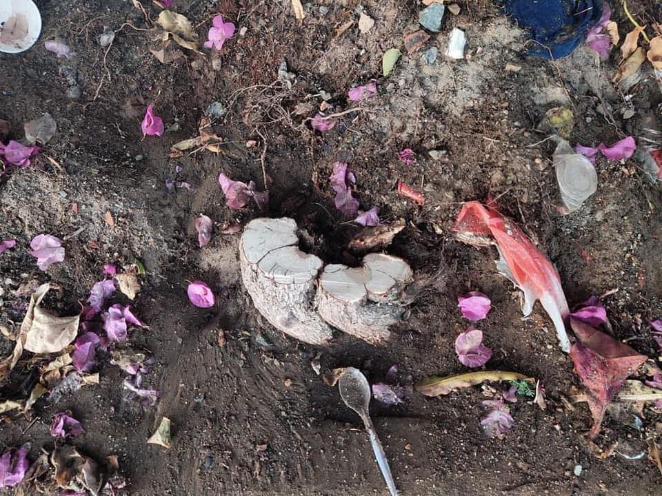 Giàn hoa giấy “hot” nhất Vũng Tàu bị chặt gốc khiến nhiều người xót xa - 3