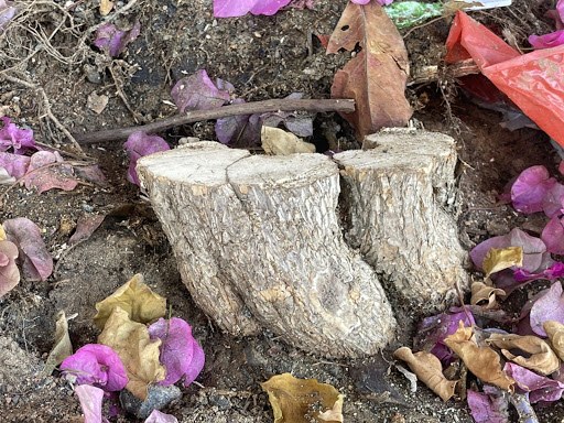 Giàn hoa giấy “hot” nhất Vũng Tàu bị chặt gốc khiến nhiều người xót xa - 1