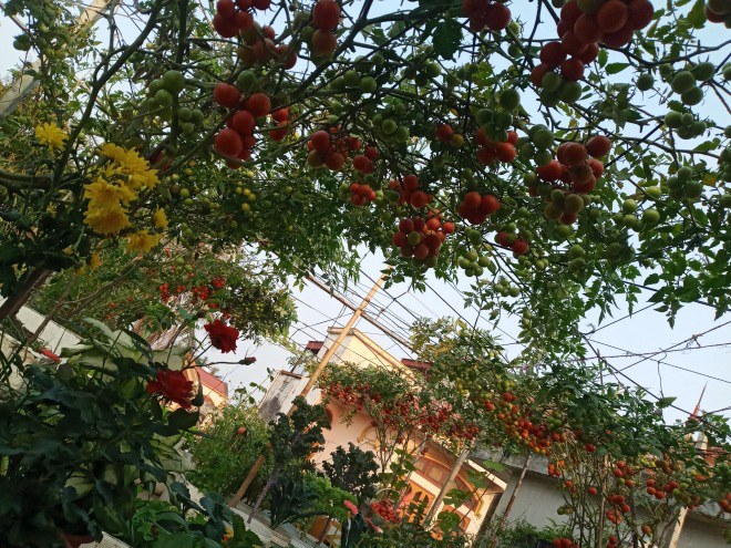 Mẹ Hải Phòng làm ròng rọc tời đất lên sân thượng trồng cà chua, quả kết từng chùm trĩu giàn - 11