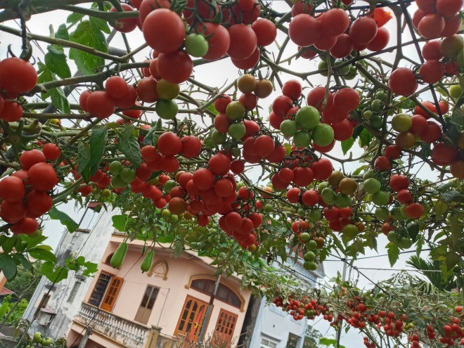 Mẹ Hải Phòng làm ròng rọc tời đất lên sân thượng trồng cà chua, quả kết từng chùm trĩu giàn - 3