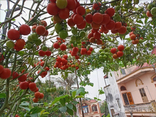 Mẹ Hải Phòng làm ròng rọc tời đất lên sân thượng trồng cà chua, quả kết từng chùm trĩu giàn - 10