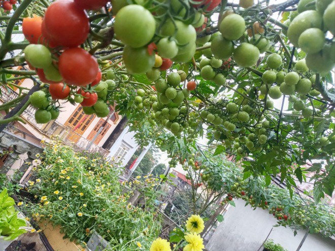 Mẹ Hải Phòng làm ròng rọc tời đất lên sân thượng trồng cà chua, quả kết từng chùm trĩu giàn - 15