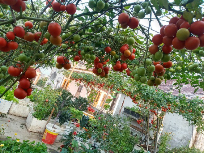 Mẹ Hải Phòng làm ròng rọc tời đất lên sân thượng trồng cà chua, quả kết từng chùm trĩu giàn - 16