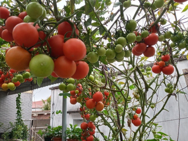 Mẹ Hải Phòng làm ròng rọc tời đất lên sân thượng trồng cà chua, quả kết từng chùm trĩu giàn - 18