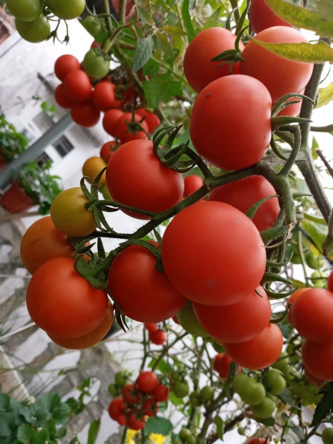 Mẹ Hải Phòng làm ròng rọc tời đất lên sân thượng trồng cà chua, quả kết từng chùm trĩu giàn - 20