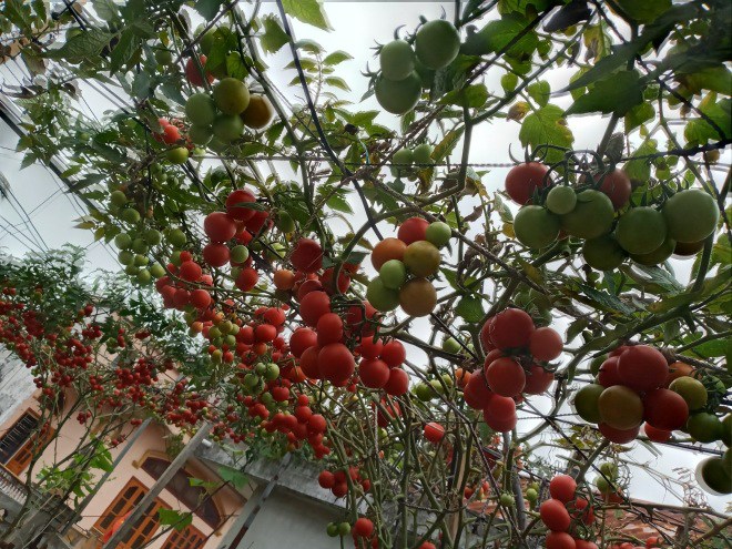 Mẹ Hải Phòng làm ròng rọc tời đất lên sân thượng trồng cà chua, quả kết từng chùm trĩu giàn - 21