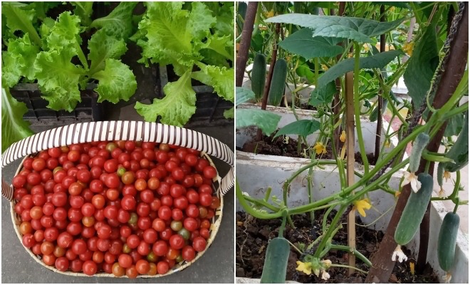 Mẹ Hải Phòng làm ròng rọc tời đất lên sân thượng trồng cà chua, quả kết từng chùm trĩu giàn - 12
