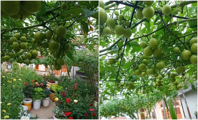 Mẹ Hải Phòng làm ròng rọc tời đất lên sân thượng trồng cà chua, quả kết từng chùm trĩu giàn - 19