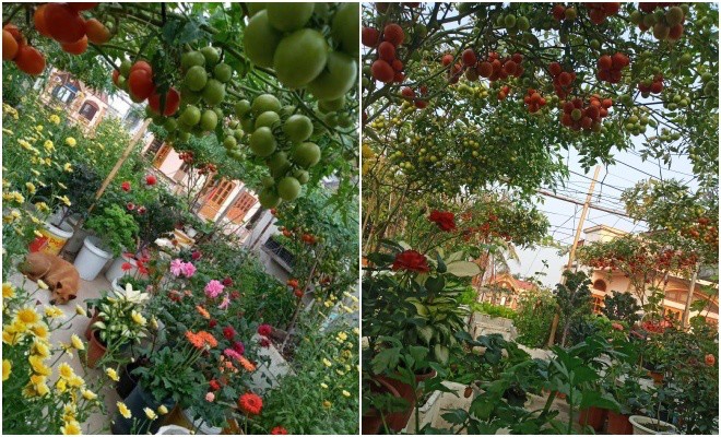 Mẹ Hải Phòng làm ròng rọc tời đất lên sân thượng trồng cà chua, quả kết từng chùm trĩu giàn - 17