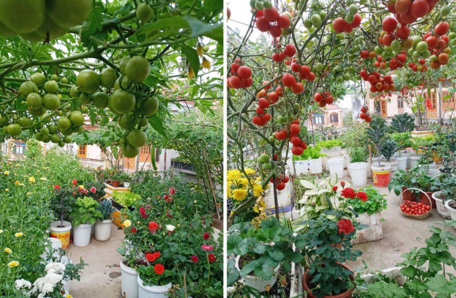 Mẹ Hải Phòng làm ròng rọc tời đất lên sân thượng trồng cà chua, quả kết từng chùm trĩu giàn - 4