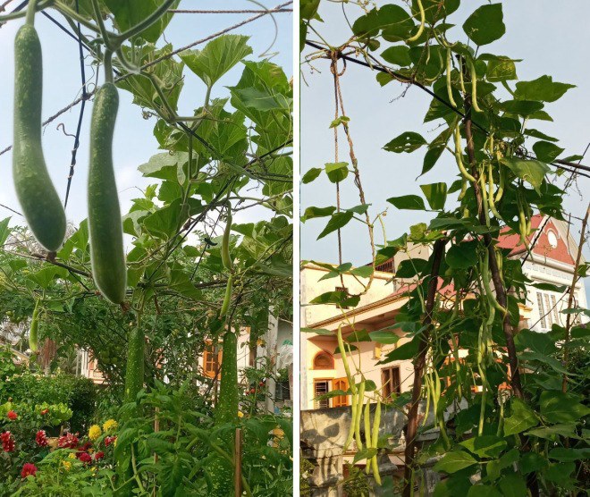 Mẹ Hải Phòng làm ròng rọc tời đất lên sân thượng trồng cà chua, quả kết từng chùm trĩu giàn - 8