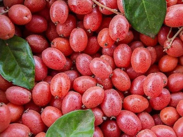 Vị thuốc quý từ hoa quả #40;1#41;: Quả nhót không chỉ là gia vị nấu canh mà còn giúp trị nhiều bệnh hay gặp phải