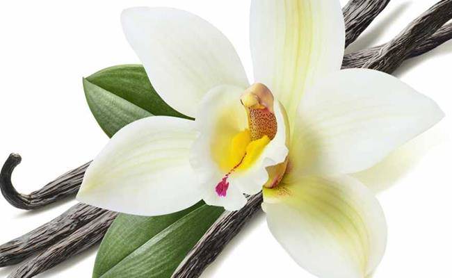 3 loại gia vị đắt nhất thế giới, 2 loại Việt Nam đã trồng thành công - 12