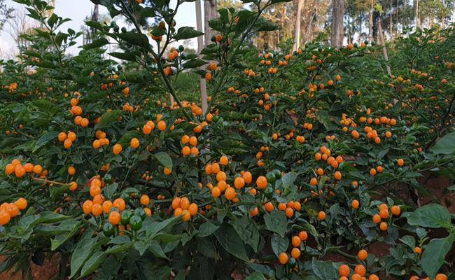 3 loại gia vị đắt nhất thế giới, 2 loại Việt Nam đã trồng thành công - 20