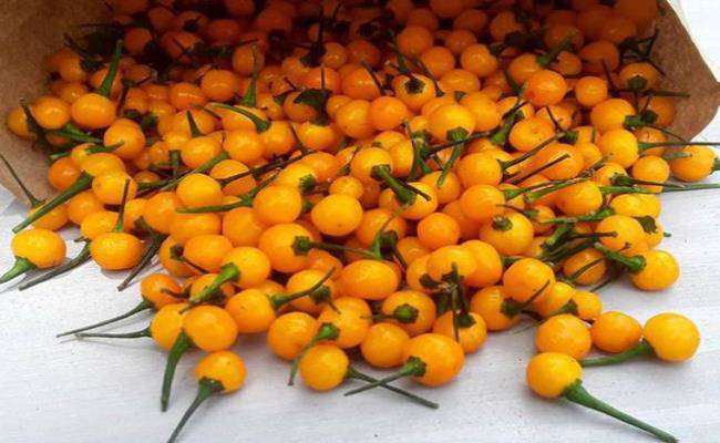 3 loại gia vị đắt nhất thế giới, 2 loại Việt Nam đã trồng thành công - 21