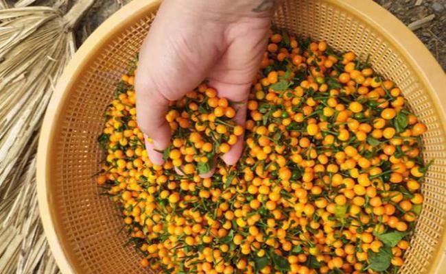 3 loại gia vị đắt nhất thế giới, 2 loại Việt Nam đã trồng thành công - 22