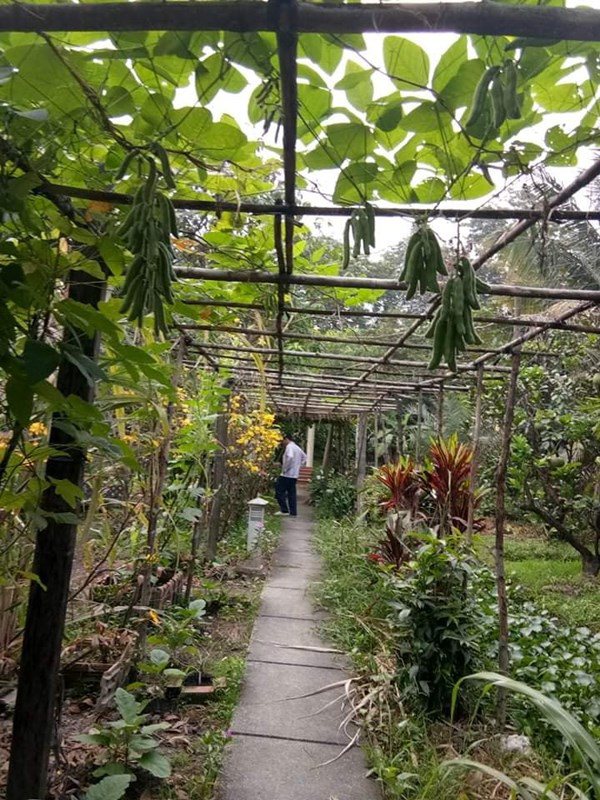 Nhà Celeb: Nhà vườn 2.500m2 của Việt Trinh sum xuê cây quả, trồng cả ngô, cà... toàn thứ dân dã - 9