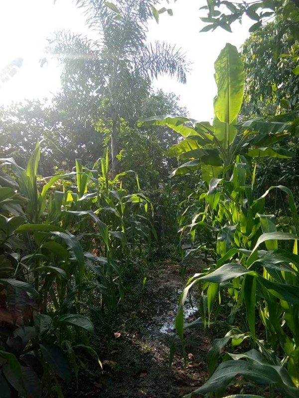 Nhà Celeb: Nhà vườn 2.500m2 của Việt Trinh sum xuê cây quả, trồng cả ngô, cà... toàn thứ dân dã - 7