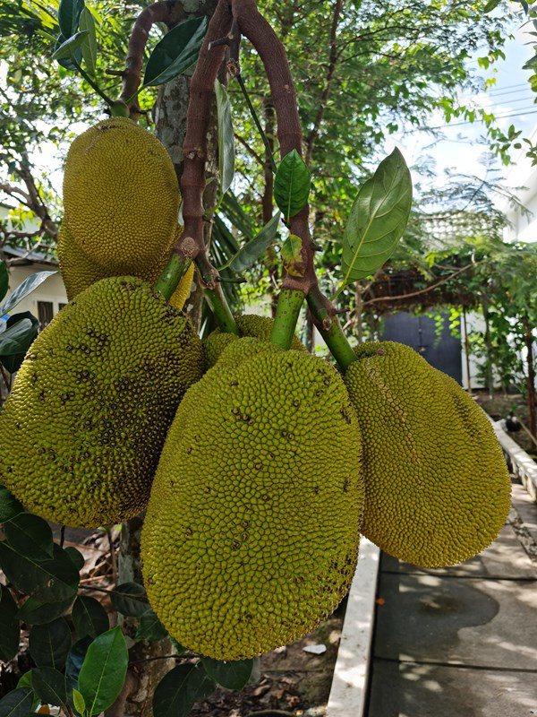 Nhà Celeb: Nhà vườn 2.500m2 của Việt Trinh sum xuê cây quả, trồng cả ngô, cà... toàn thứ dân dã - 5