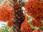 Xem ăn chơi - Ngất ngây với vẻ đẹp của vườn chà là ở Sa Đéc