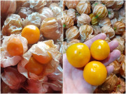 Tiêu dùng - Thứ quả trước mọc dại khắp bờ bụi nay bán 400.000 đồng/kg: Người bán tiết lộ bất ngờ