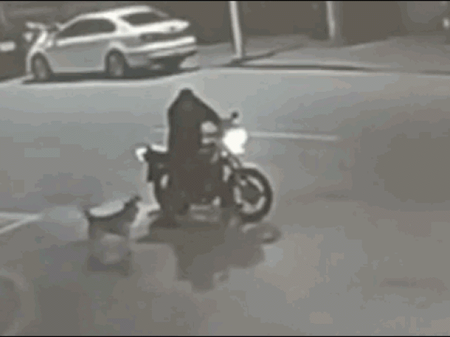 Clip Eva - Clip: Say rượu, người đàn ông "đấu khẩu" với chó suốt 30 phút và cái kết