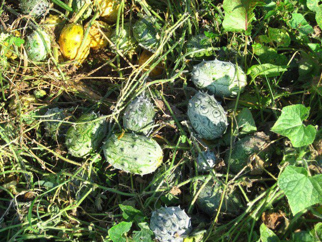 Loại dưa chuột kỳ dị có gai tua tủa, vị như kiwi và chanh dây - 3