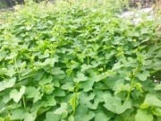 Xem ăn chơi - Loại lá xưa bỏ đi không ai ăn, giờ thành món ngon được người giàu mê, công dụng tuyệt vời