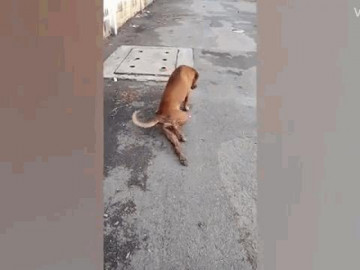  Clip: Chú chó tinh nghịch giả què chân để xin ăn trên phố 
