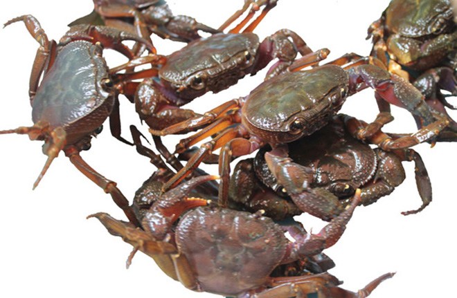 Đặc sản độc nhất vô nhị chỉ có ở Bắc Giang, cực quý và hiếm ít ai được nếm thử - 1